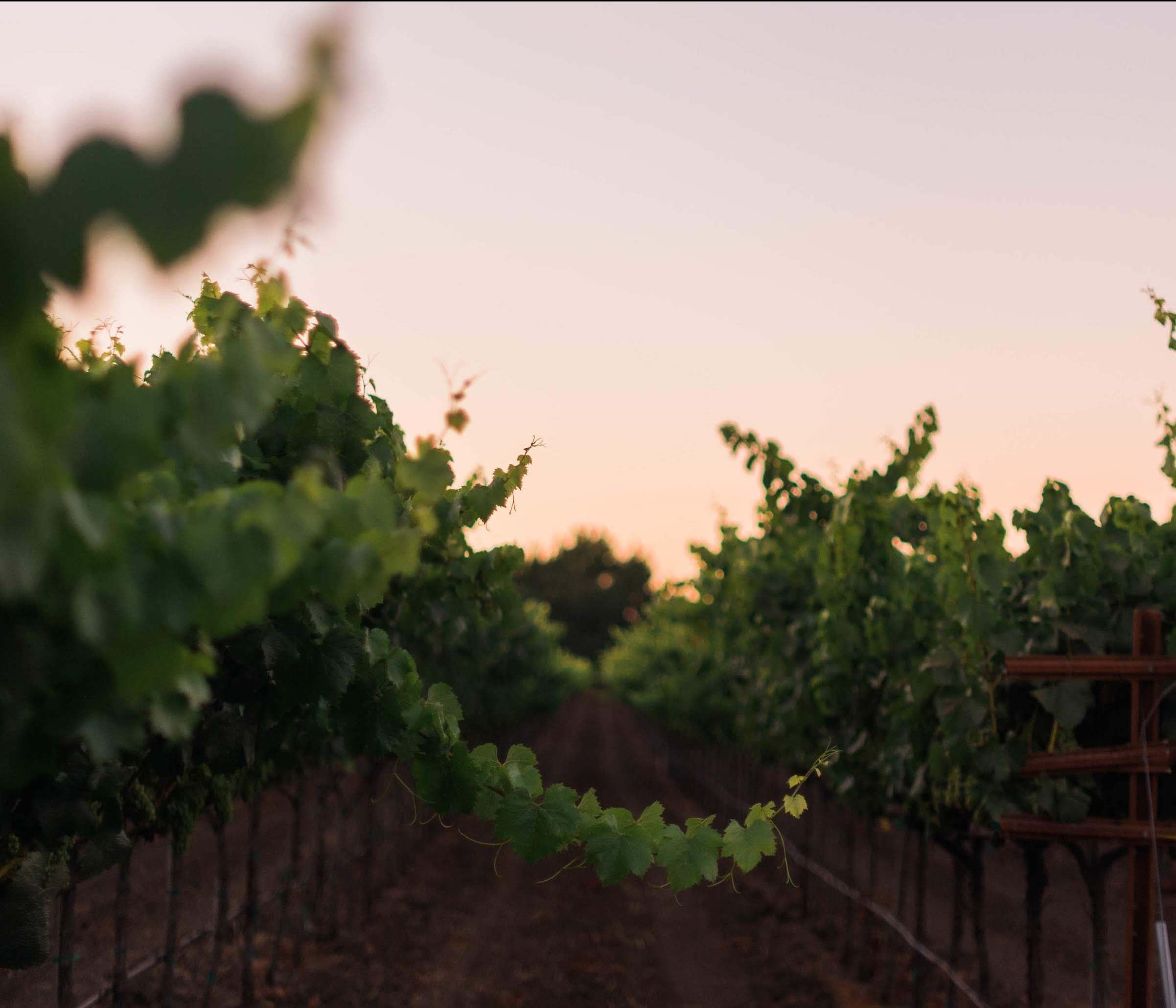 Tognetti Family Winery Vineyard